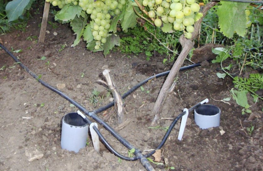 Полив винограда