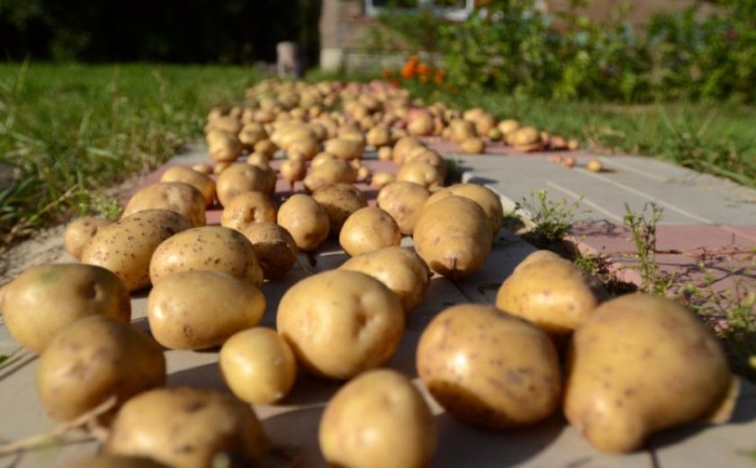 Подготовка картофеля к хранению
