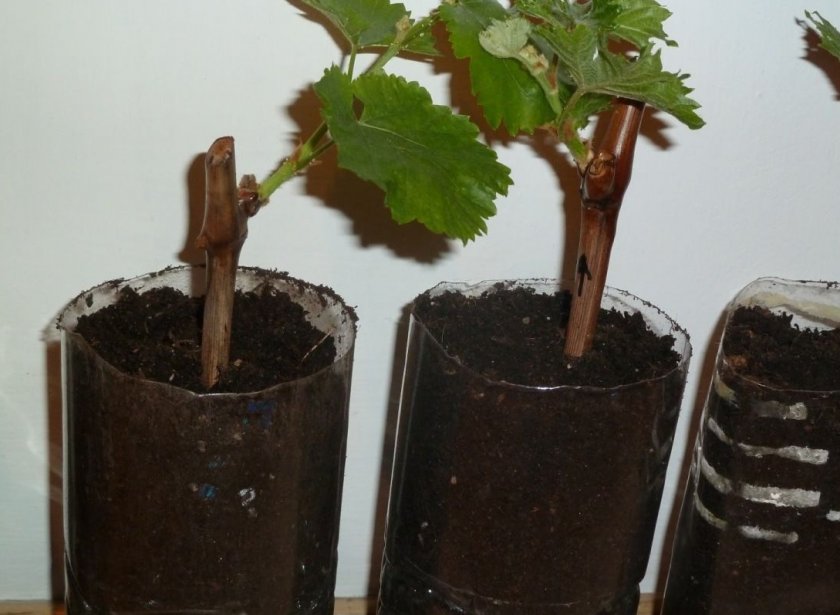 Укоренение виноградных черенков в грунте