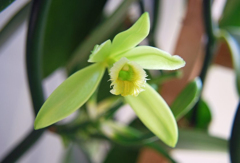 Орхидея Ваниль