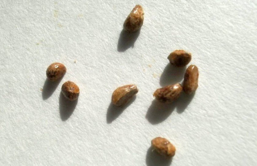 Семена спатифиллума