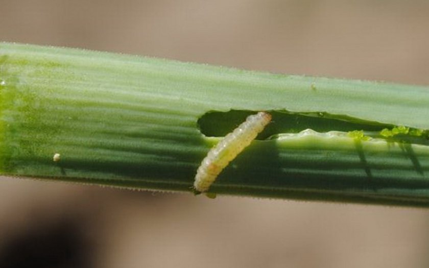 Личинки луковой мухи