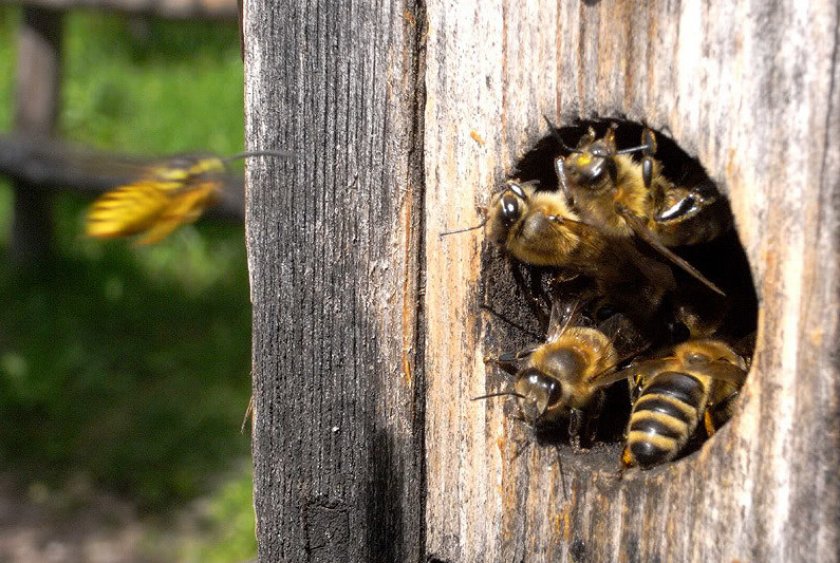 Поведение пчел осенью