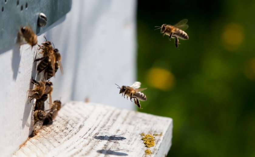 Почему пчёлы покидают улей
