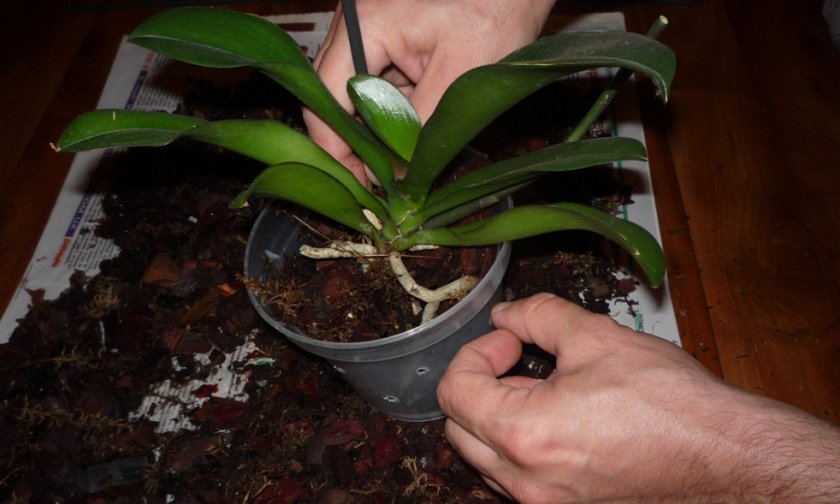 Сроки посадки орхидеи