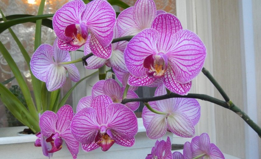 Орхидея Дендробиум