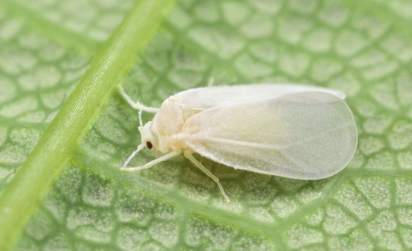 Белокрылка