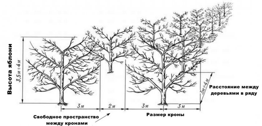 Расстояние между деревьями в саду