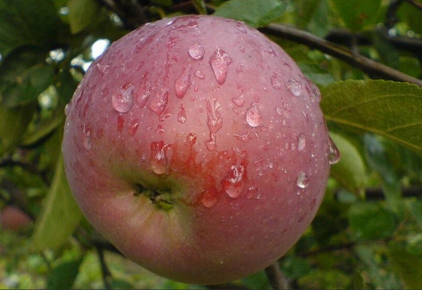 Плоды яблони Орлик