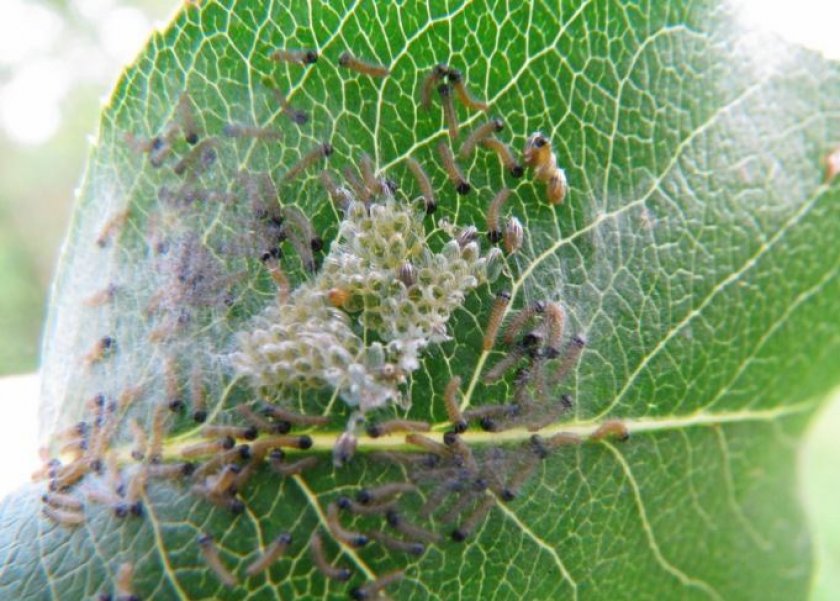 Личинки боярышницы