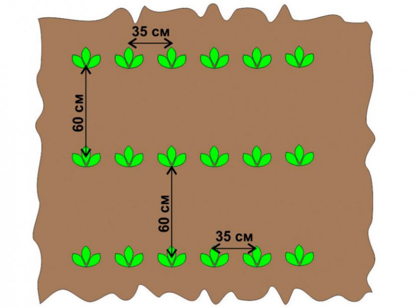 Схема посадки картофеля