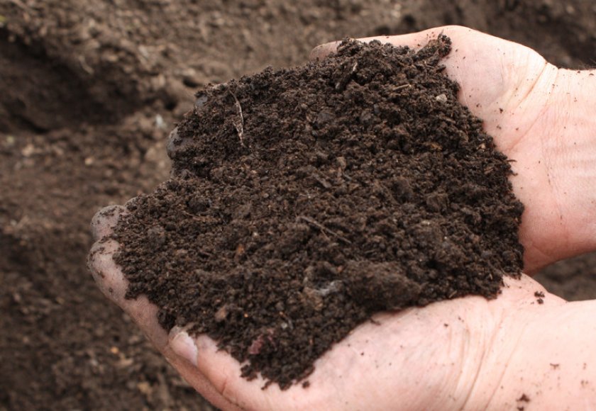 Почва для посадки черешни