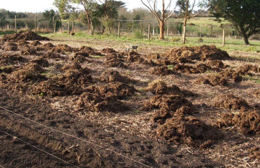 Удобрение грунта навозом Удобрение грунта навозом