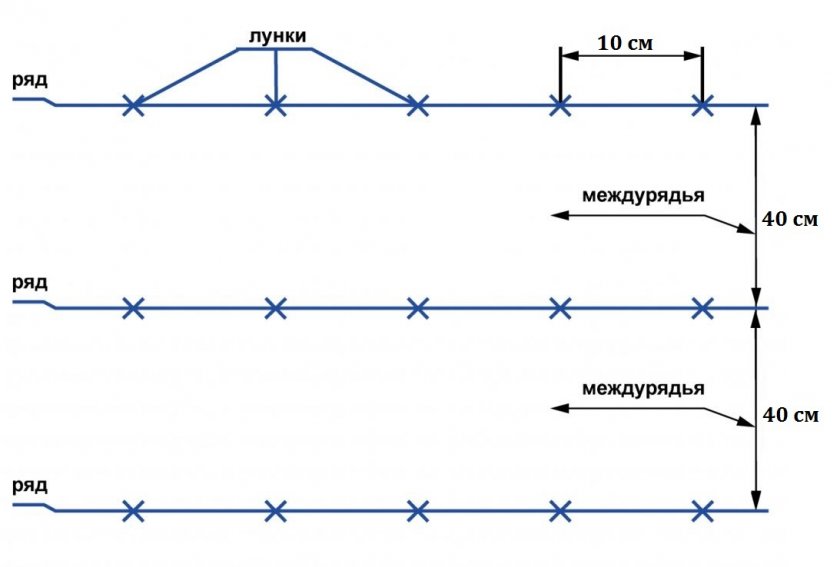 Схема посадки рассады лука Схема посадки рассады лука