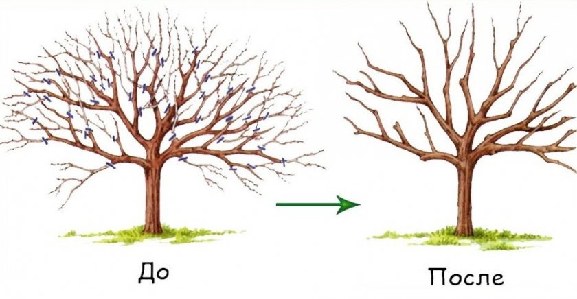 Омолаживающая обрезка Омолаживающая обрезка