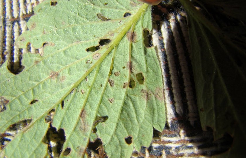 Вредители на листьях клубники