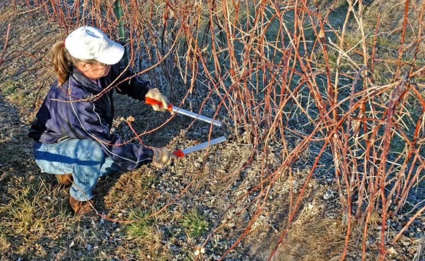 Прочистка кустов малины