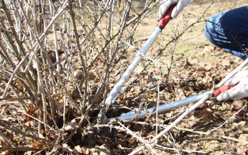 Санитарная обрезка