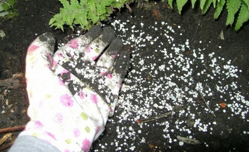 Удобрения для крыжовника Удобрения для крыжовника