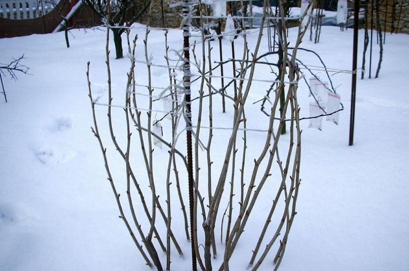 Крыжовник зимой Крыжовник зимой