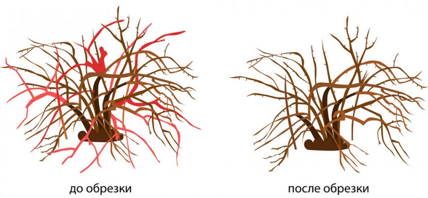 Схема обрезки крыжовника