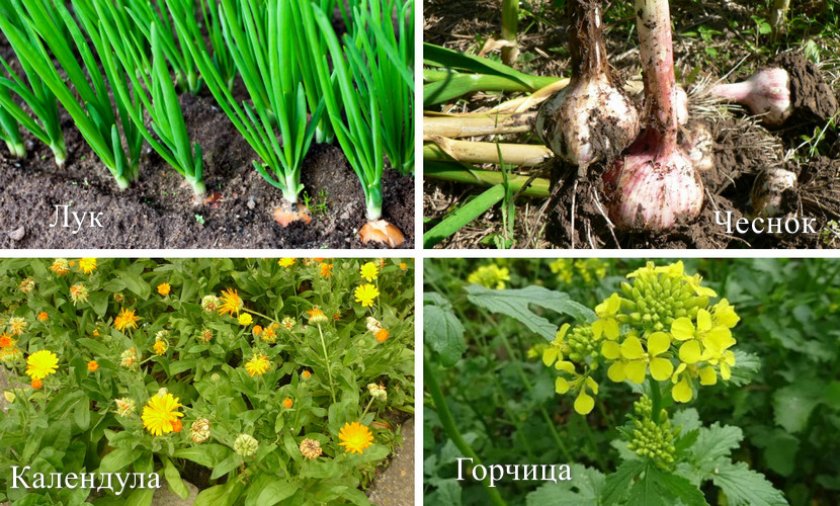 Растения, отпугивающие вредителей Растения, отпугивающие вредителей