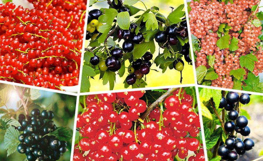 Смородина разных сортов Смородина разных сортов