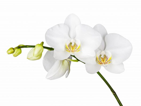 Выращивание белой орхидеи