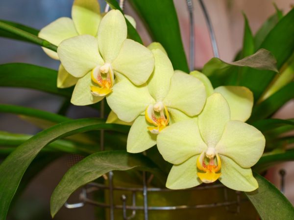 Период цветения лимонной орхидеи
