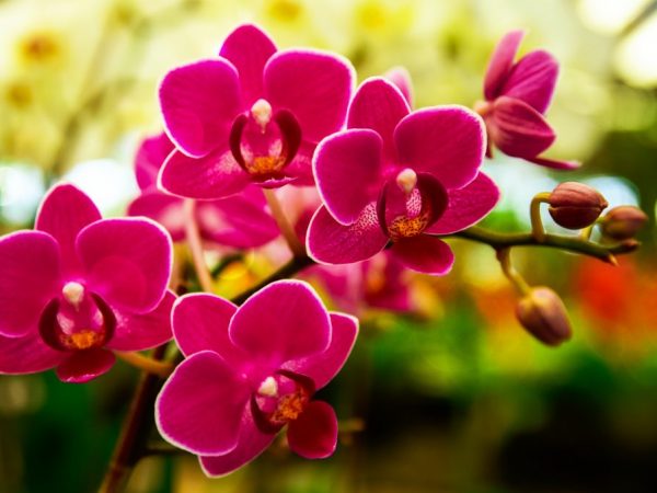 Как вылечить гниль у орхидеи