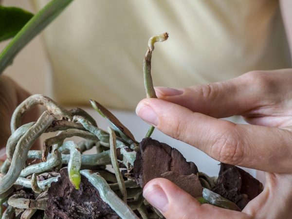 Если орхидея отцвела преждевременно, проверяют состояние корней растения.