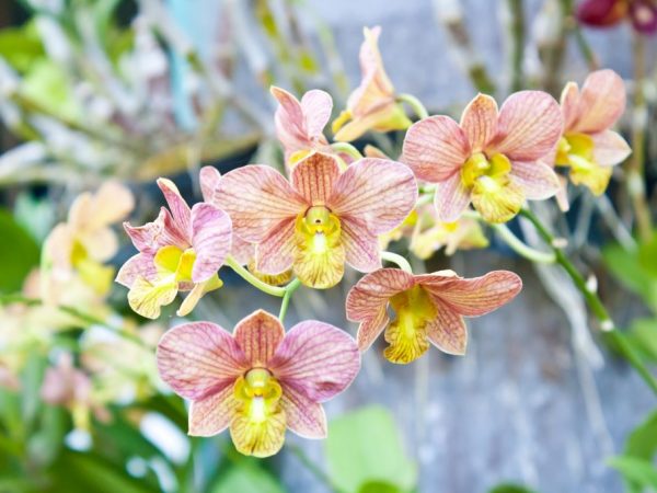 Уход за отцветшей орхидеей