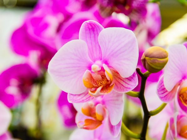 Причины появления липких капель на орхидее