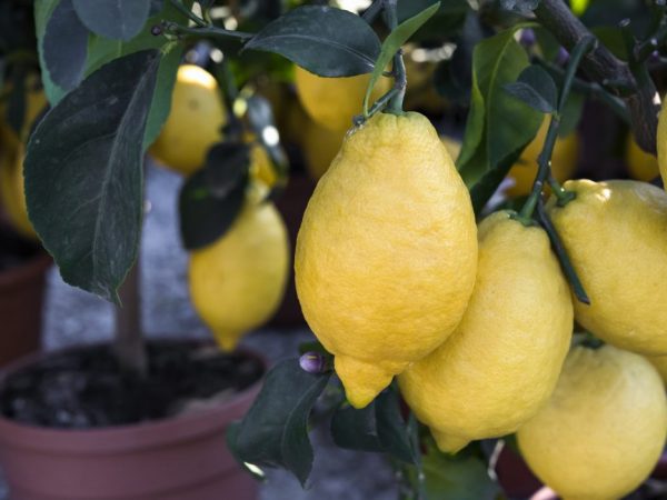 Выращивание Новозеландского лимона