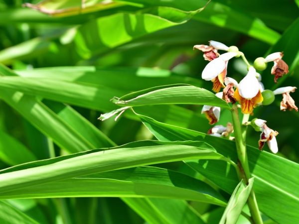 Почему у орхидеи мягкие и вялые листья