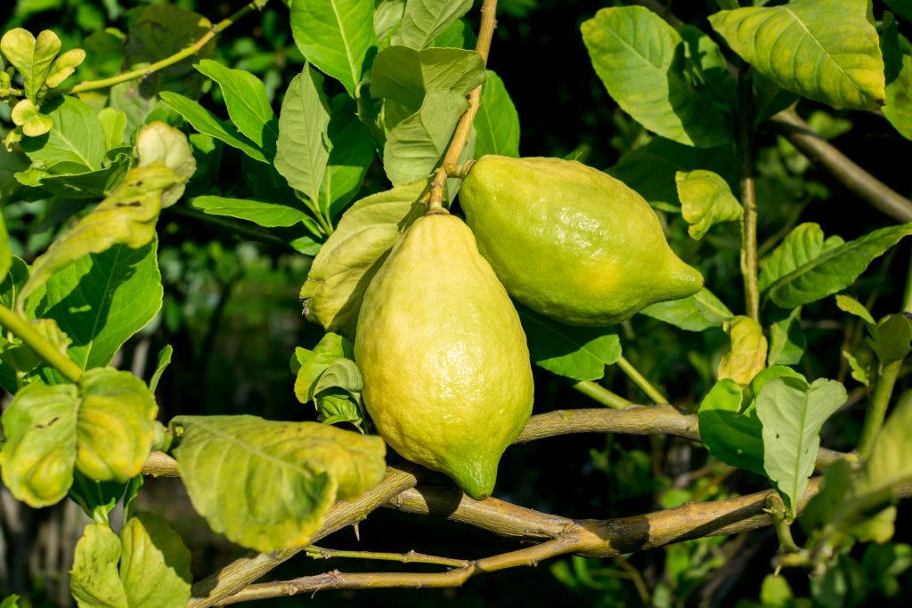 Желтеют и опадают листья у лимона: почему и что делать