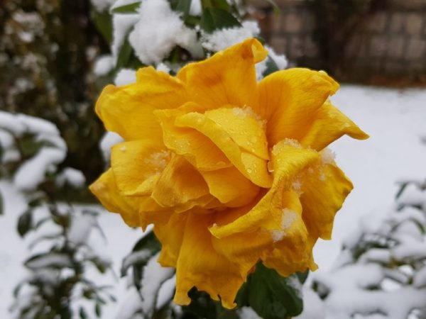 Укрываем розы на зиму в Подмосковье — правила и сроки