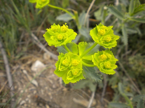 Молочай фото сорняк с колючими листьями