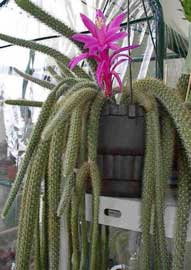 Aporocactus, Cactus de cola de rata, Cactus colgante, Flor del cuerno, Flor del látigo, Yerba de la alferecia.