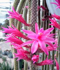 Aporocactus, Cactus de cola de rata, Cactus colgante, Flor del cuerno, Flor del látigo, Yerba de la alferecia.