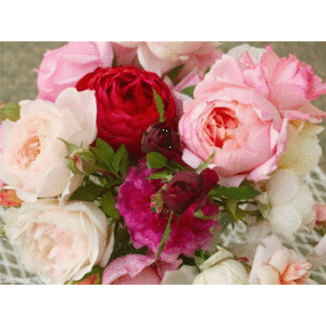 English Roses