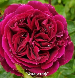 Английские розы Фальстаф 