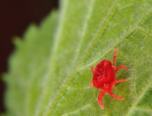 Красный клещ: лечение растения
