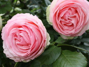 Красивая роза сорта Пьер де Ронсар