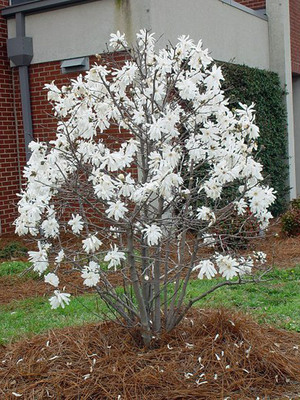 Магнолия звёздчатая Розея - Magnolia stellata Rosea