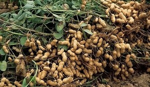 Посадка и урожай земляного ореха - арахиса