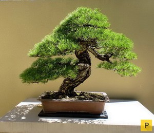 китайское маленькое дерево
