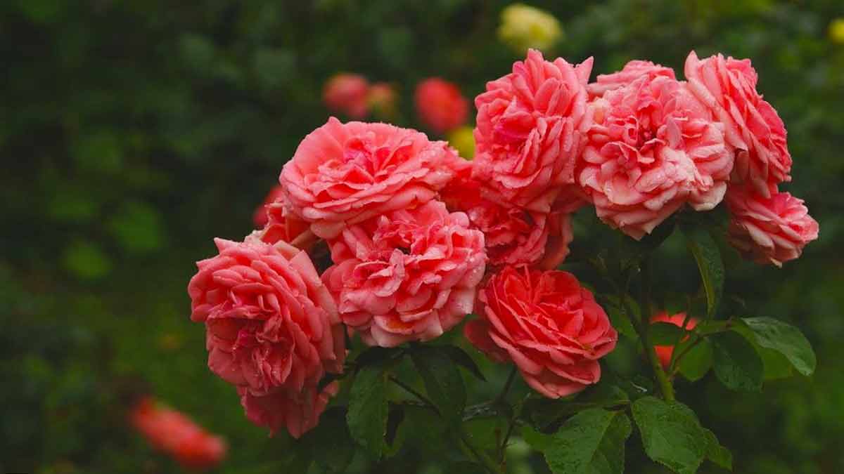Самые красивые виды, сорта роз