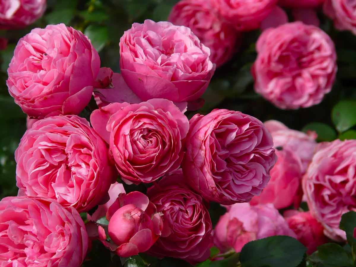 Самые красивые виды, сорта роз