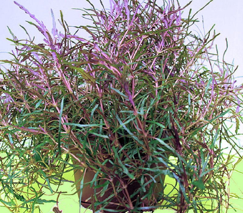 цветок с фиолетовыми листьями на фото